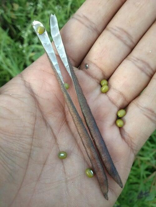 Green Gram Farming